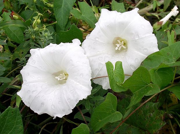 povoja plotná Calystegia sepium (L.) R. Br.