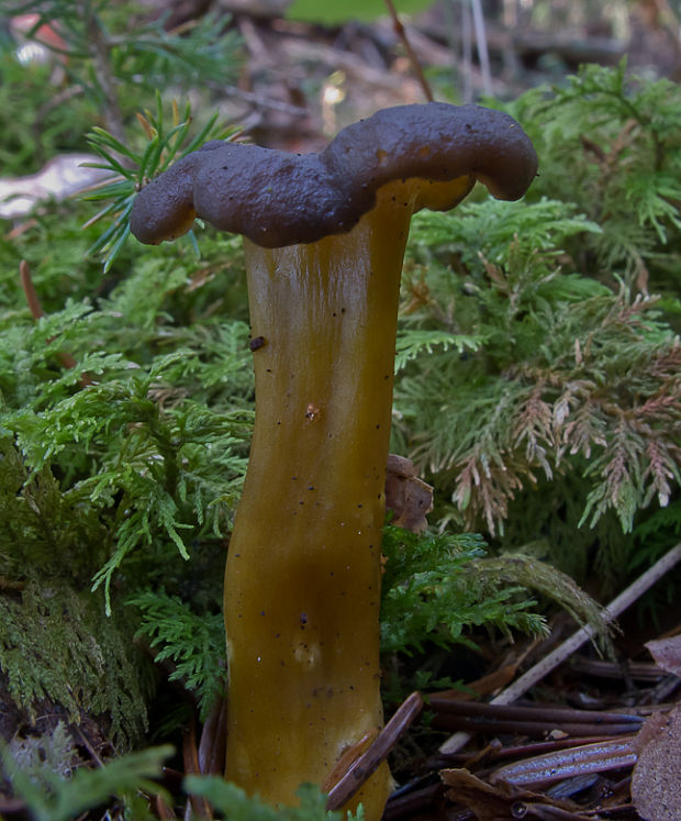 kuriatko žltohnedé Cantharellus lutescens Fr.