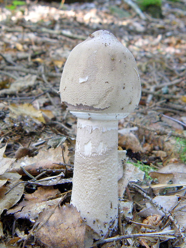 bedľa červenejúca Chlorophyllum rachodes (Vittad.) Vellinga