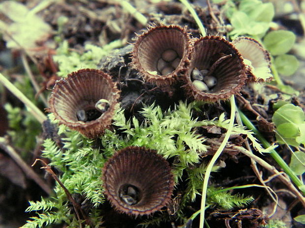 čiaškovec pásikavý Cyathus striatus (Huds.) Willd.