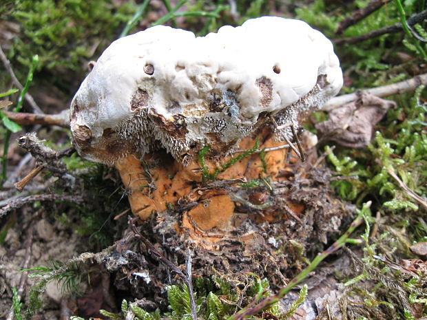 jelenkovka oranžová Hydnellum floriforme (Schaeff.) Banker