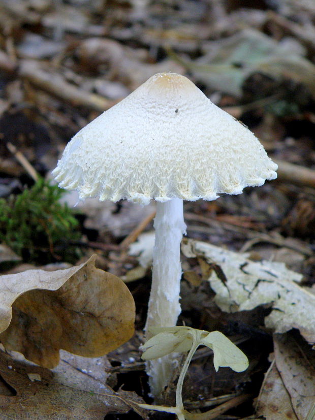 bedlička vlnatá Lepiota clypeolaria (Bull.) P. Kumm.