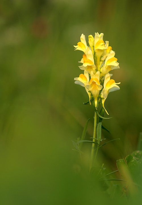 pyštek obyčajný Linaria vulgaris Mill.