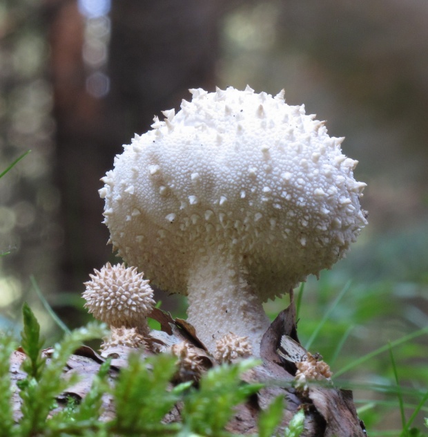 prášnica bradavičnatá Lycoperdon perlatum Pers.