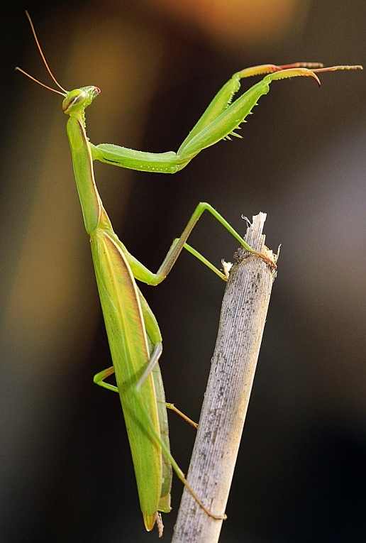 modlivka zelená Mantis religiosa