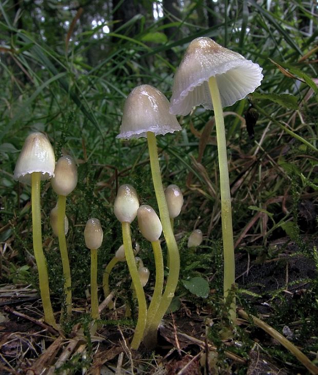 prilbička slizká Mycena epipterygia (Scop.) Gray