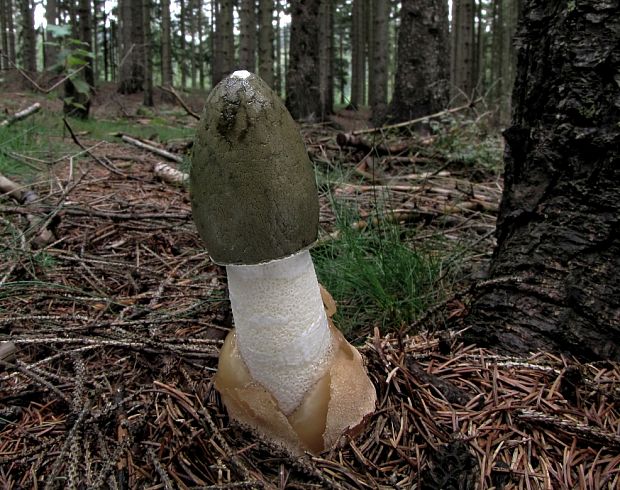 hadovka smradľavá Phallus impudicus L.