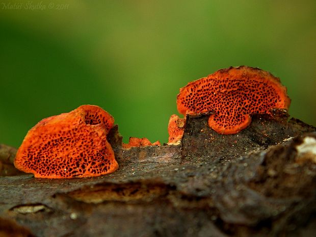 červenica rumelková Pycnoporus cinnabarinus (Jacq.) P. Karst.