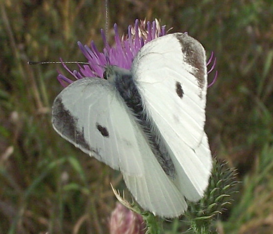 mlynárik Mannov  Pieris mannii