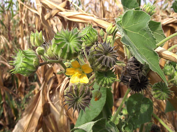 podslnečník theophrastov Abutilon theophrasti Medik.