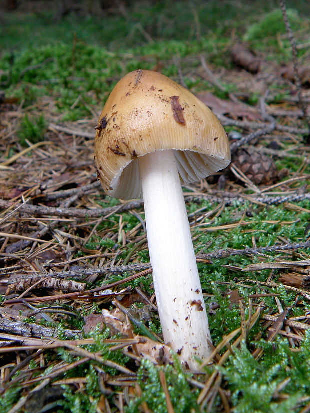 muchotrávka plavohnedá Amanita fulva Fr.