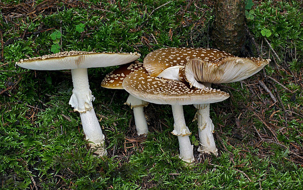 muchotrávka kráľovská Amanita regalis (Fr.) Michael