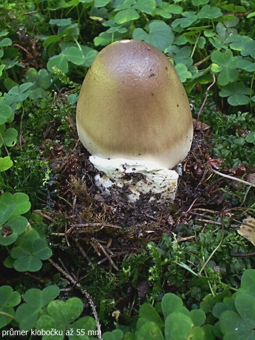 muchotrávka pošvatá Amanita vaginata (Bull.) Lam.