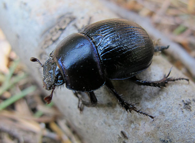 lajniak hôrny Anoplotrupes stercorosus