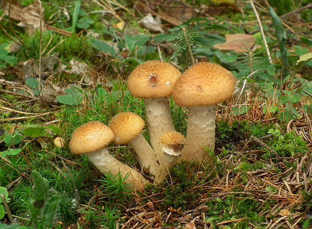 podpňovka tmavá Armillaria ostoyae (Romagn.) Herink