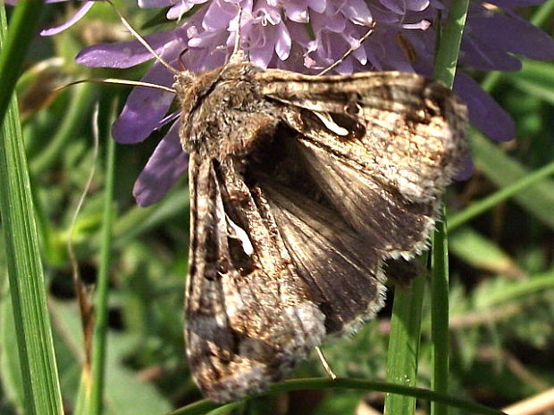 mora gama Autographa gamma