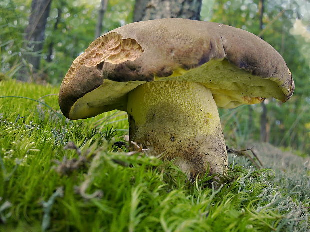 hríb príveskatý Butyriboletus appendiculatus (Schaeff. ex Fr.) Secr.