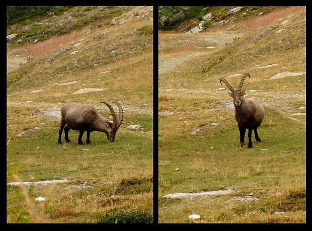 kozorožec horský Capra ibex