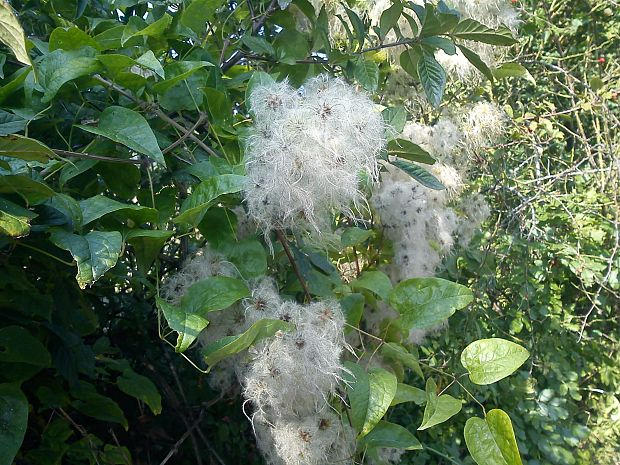 plamienok plotný Clamatis vitalba