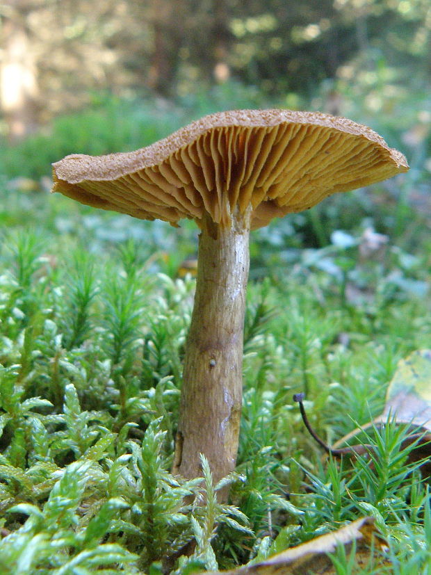 pavučinovec Cortinarius sp.