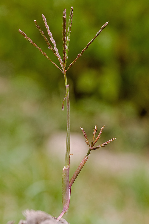 prstovka  Digitaria sp.