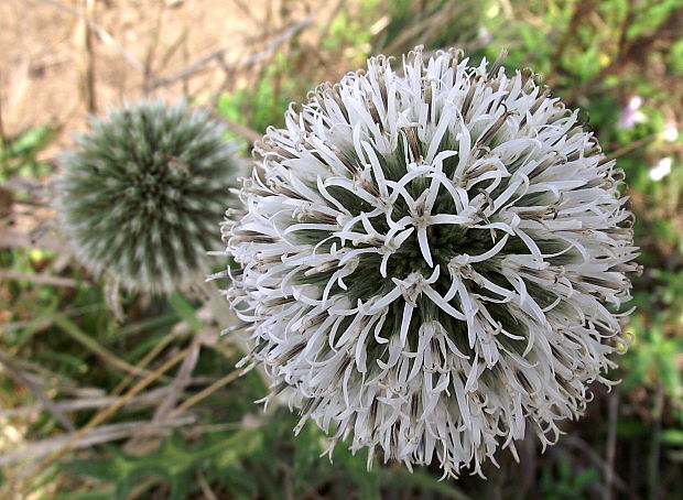 ježibaba guľatohlavá Echinops sphaerocephalus L.