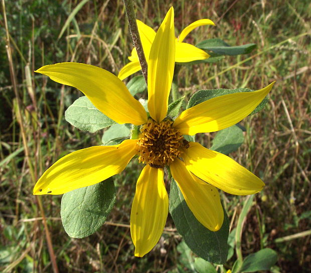 slnečnica hľuznatá Helianthus tuberosus L.