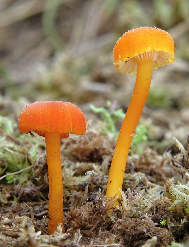 lúčnica kuriatkovitá Hygrocybe lepida Arnolds