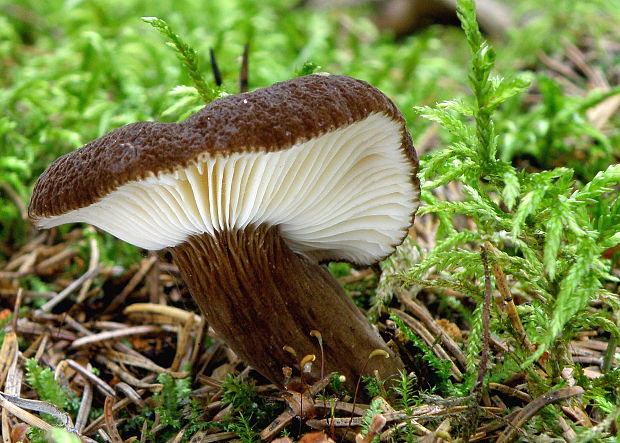 rýdzik čiernozamatový Lactarius lignyotus Fr.