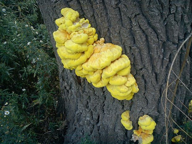 sírovec obyčajný Laetiporus sulphureus (Bull.) Murrill