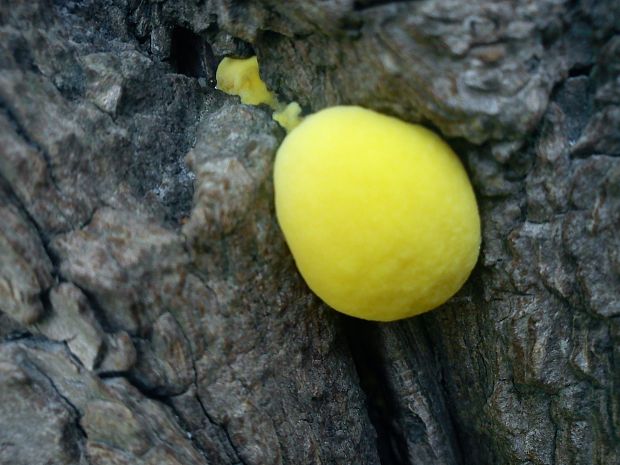 sírovec obyčajný Laetiporus sulphureus (Bull.) Murrill