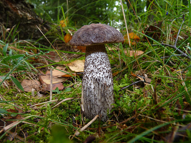 kozák čierny Leccinum melaneum (Smotl.) Pilát & Dermek