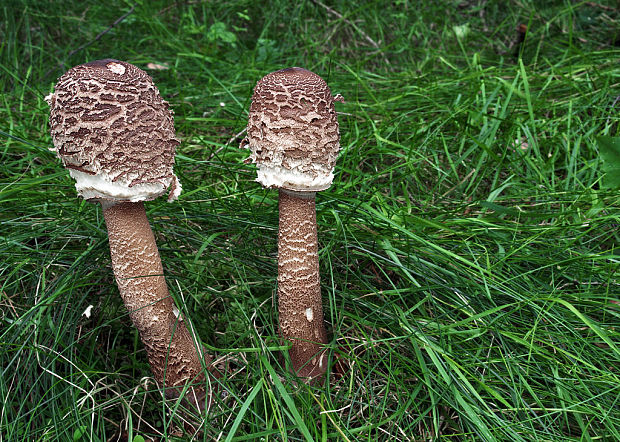 bedľa vysoká Macrolepiota procera (Scop.) Singer