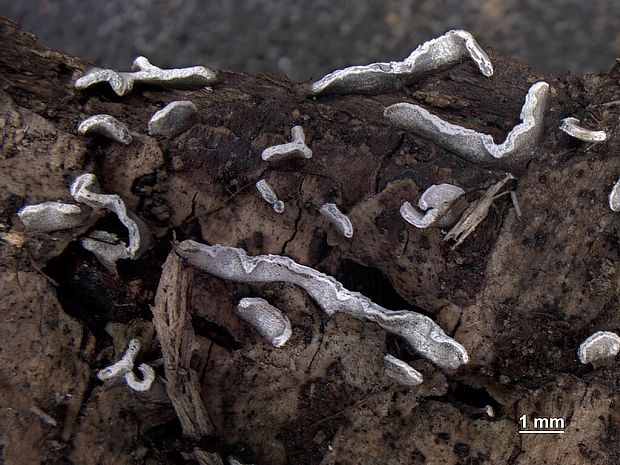 vápnikovec Physarum bivalve Pers.