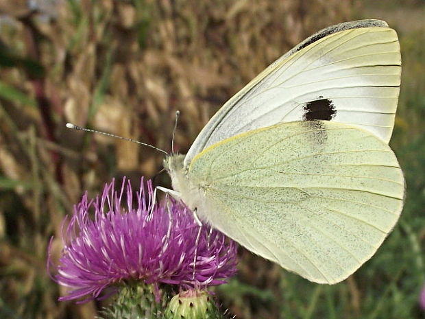 mlynárik kapustový Pieris brassicae