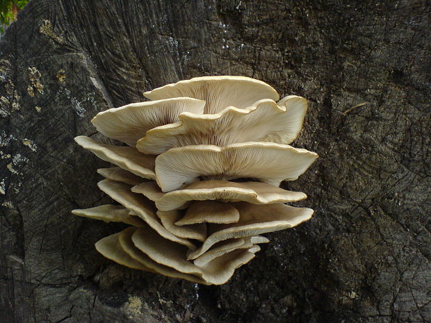 hliva buková Pleurotus pulmonarius (Fr.) Quél.