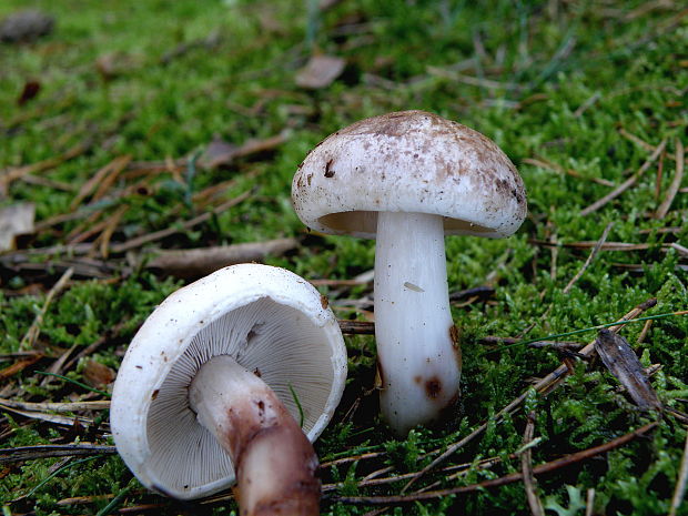 peniazovka škvrnitá Rhodocollybia maculata (Alb. & Schwein.) Singer