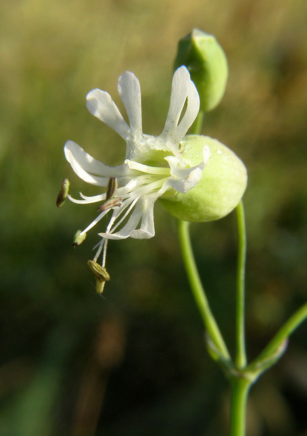 silenka  obyčajná Silene vulgaris (Moench) Garcke