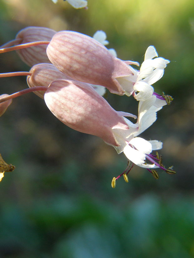 silenka obyčajná Silene vulgaris (Moench) Garcke