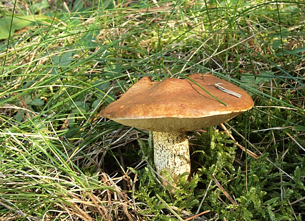 masliak kopcový Suillus collinitus (Fr.) Kuntze