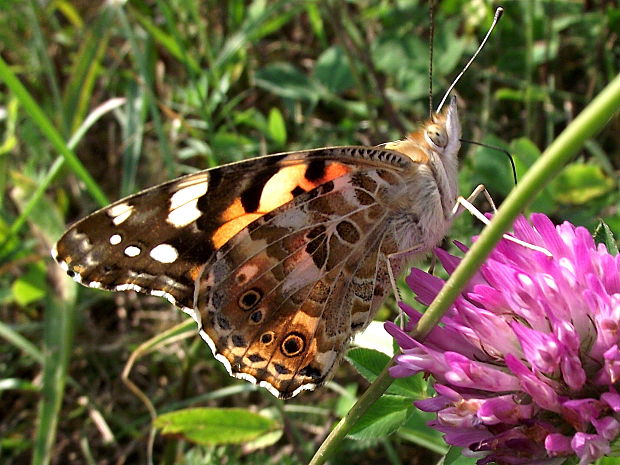 babôčka bodliaková  Vanessa cardui