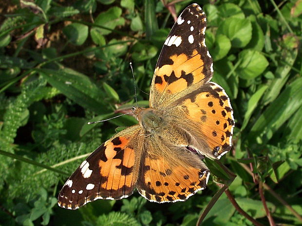 babôčka bodliaková Vanessa cardui