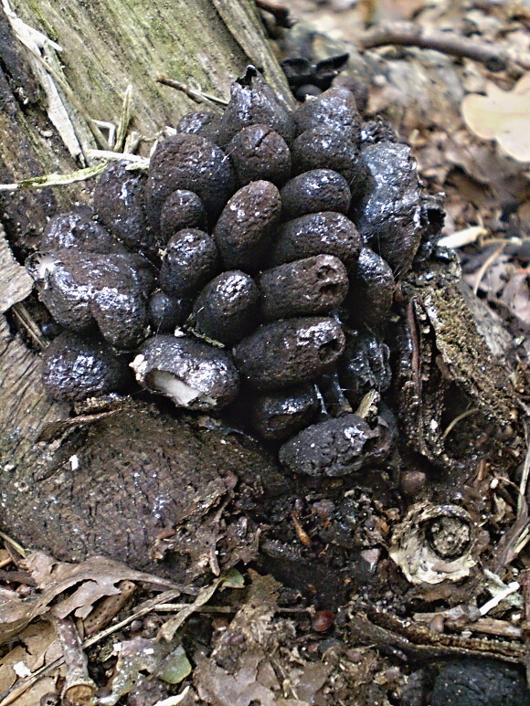 drevnatec kyjakovitý Xylaria polymorpha (Pers.) Grev.