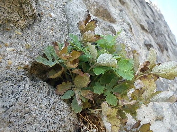 steny hradu - lastovičník väčší Chelidonium majus L.