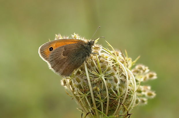 očkáň pohánkový Coenonympha pamphilus