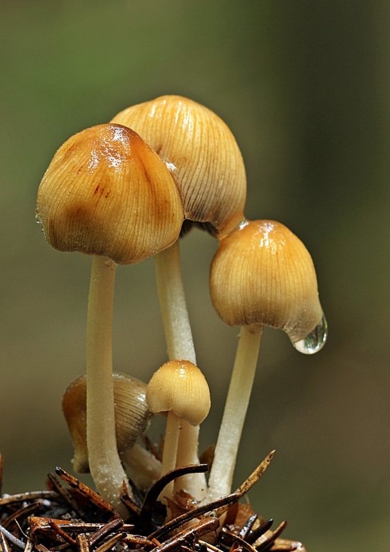 hnojník ligotavý Coprinellus micaceus (Bull.) Vilgalys, Hopple & Jacq. Johnson