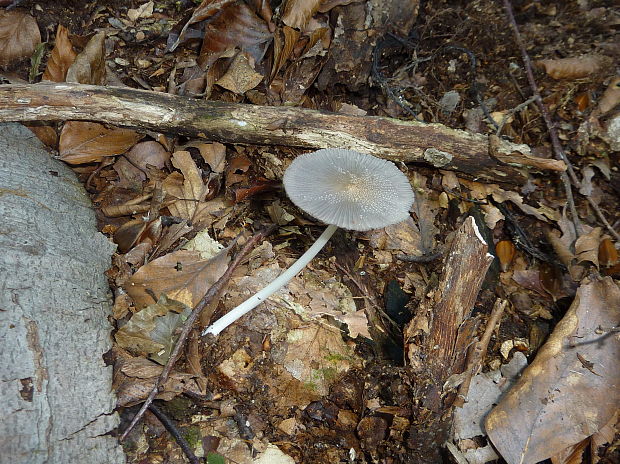 hnojník Coprinus sp.