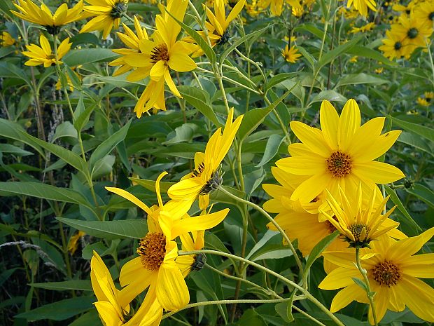 slnečnica hľuznatá Helianthus tuberosus L.