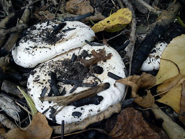 rýdzik korenistý Lactarius piperatus (L.) Pers.