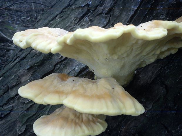 sírovec obyčajný Laetiporus sulphureus (Bull.) Murrill